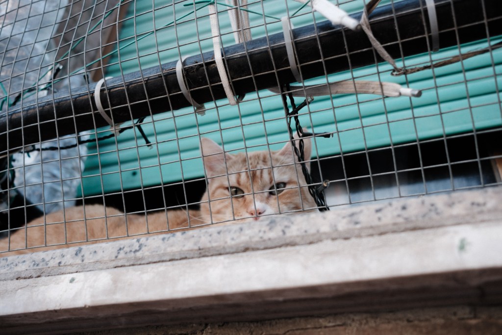 A ginger cat lies behind a wire mesh on a ledge, looking toward the camera, with a teal shutter behind it.
