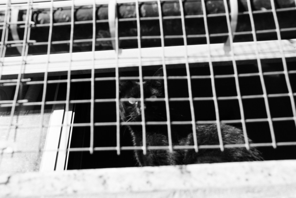 A black cat, mostly in darkness, looks out through a grid of wire mesh with its eyes catching the light.